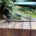 Australian Water Dragon