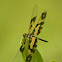 Common Picture Wing female