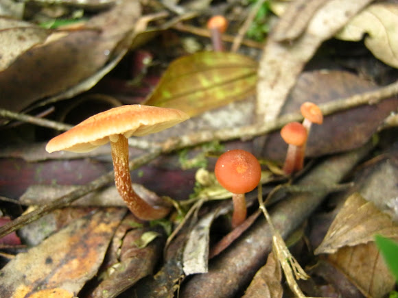 Spotting Image 1