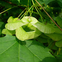 Arce real. Norway maple