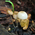 Mycena mijoi