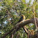 Audubon's Warbler