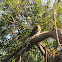 Audubon's Warbler