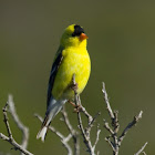 American Goldfinch