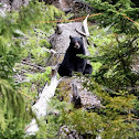 Black Bear