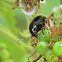 Beetle