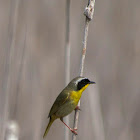 Common Yellowthroat