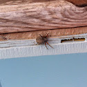 Hentz's orb weaver