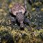 Broad nosed weevil