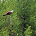 osprey