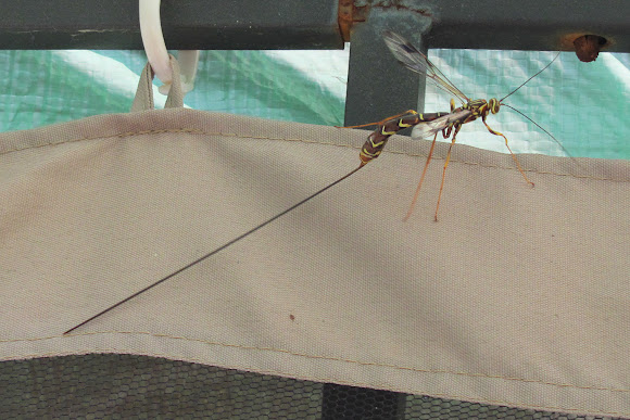 Spotting Image 1
