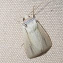 Maize Borer