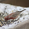 House Finch