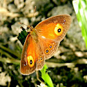 orange bush-brown butterfly