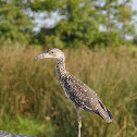 Yellow-crowned Night-Heron, juveile