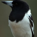 Pied Butcher Bird