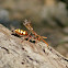 Cuckoo bee