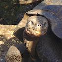 giant tortoise