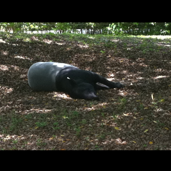 Spotting Image 1