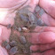 Sand crabs