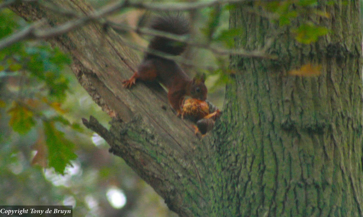 Eurasian red squirrel
