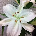 Lily