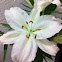 Lily