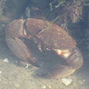 Florida Stone Crab