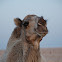Camels