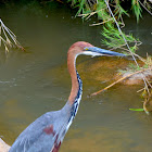 Goliath Heron