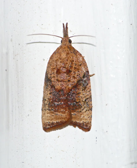 Spotting Image 1