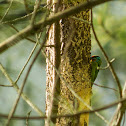 Black-browed Barbet
