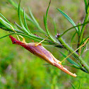 Two-Spotted Tree Cricket