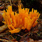 Calocera viscosa