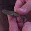 Side-blotched Lizard