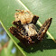 Garden orb web spider male