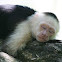 White-headed Capuchin