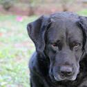 Labrador cross
