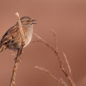 Dunnock