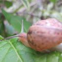 Garden Snail