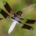 Common Whitetail
