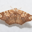Filament-bearer Moth