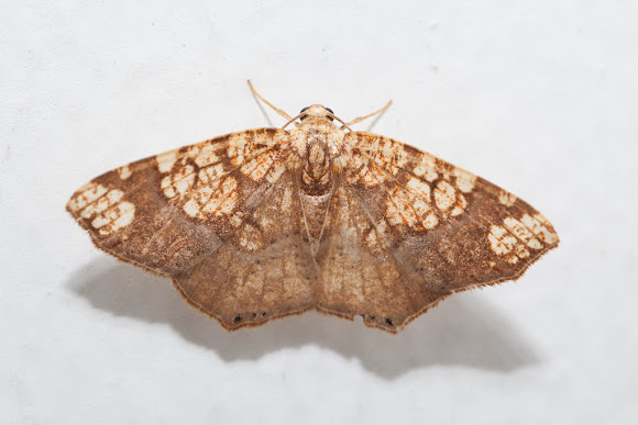 Spotting Image 1