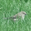 Yellow-rumped Warbler