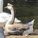Chinese Goose