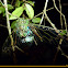 Cigarra (Cicada)