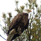 Bald Eagle