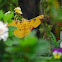 Golden Emperor Moth