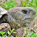 Gopher Tortoise