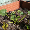 Zucchini